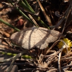 Casbia farinalis at Aranda Bushland - 25 Feb 2024 09:45 AM