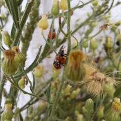 Hippodamia variegata (Spotted Amber Ladybird) at Mount Majura - 26 Feb 2024 by abread111