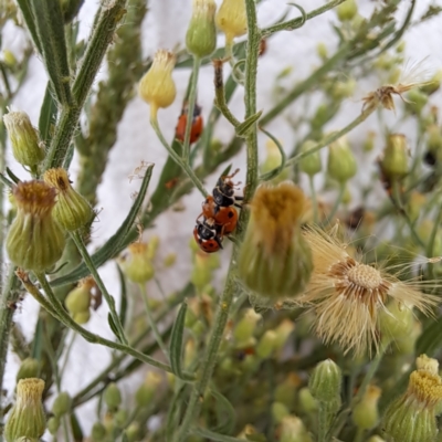 Hippodamia variegata (Spotted Amber Ladybird) at Mount Majura - 26 Feb 2024 by abread111