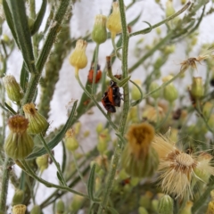 Hippodamia variegata at Mount Majura - 26 Feb 2024