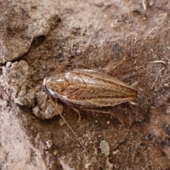 Ectoneura pallidula at Mount Painter - 19 Feb 2024 by CathB