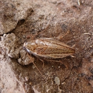 Ectoneura pallidula at Mount Painter - 20 Feb 2024