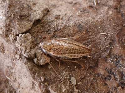 Ectoneura pallidula at Mount Painter - 19 Feb 2024 by CathB
