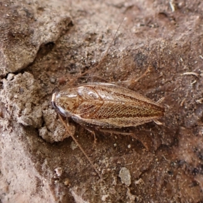 Calolampra sp. (genus) at Cook, ACT - 19 Feb 2024 by CathB