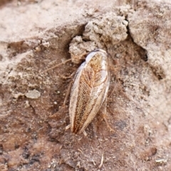 Ectoneura pallidula at Mount Painter - 20 Feb 2024