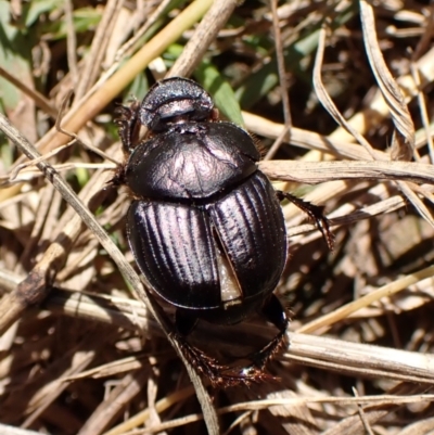Onthophagus australis (Southern dung beetle) at Mount Painter - 18 Feb 2024 by CathB
