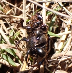 Onthophagus australis at Mount Painter - 18 Feb 2024