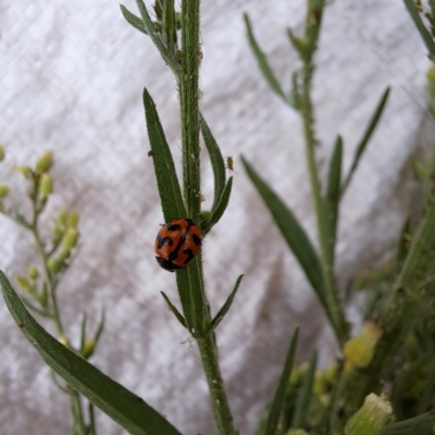 Coccinella transversalis (Transverse Ladybird) at Mount Majura - 25 Feb 2024 by abread111