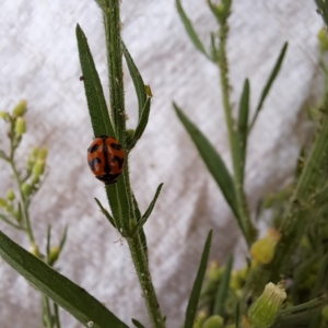 Coccinella transversalis at Mount Majura - 26 Feb 2024 10:00 AM