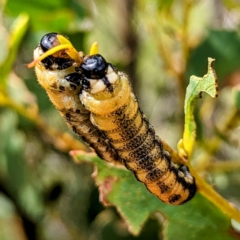 Pergidae sp. (family) (Unidentified Sawfly) at Broken Dam, NSW - 21 Feb 2024 by HelenCross