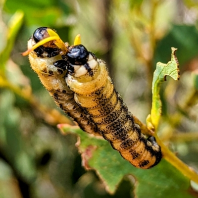 Pergidae sp. (family) (Unidentified Sawfly) at Kosciuszko National Park - 21 Feb 2024 by HelenCross