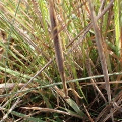 Unidentified Praying mantis (Mantodea) at Cook, ACT - 17 Feb 2024 by CathB