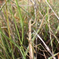 Tenodera australasiae at Mount Painter - 18 Feb 2024