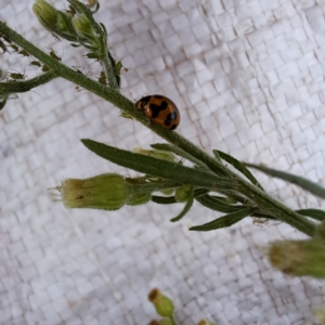 Aphididae (family) at Mount Majura - 26 Feb 2024