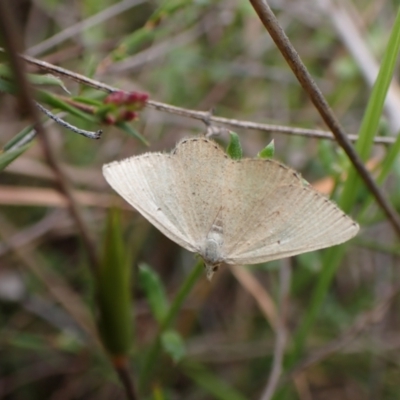 Casbia pallens (Pale Casbia) at Mount Painter - 17 Feb 2024 by CathB