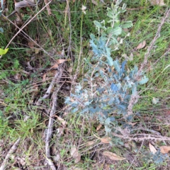 Acacia baileyana x Acacia dealbata (Cootamundra Wattle x Silver Wattle (Hybrid)) at Mount Majura - 26 Feb 2024 by abread111