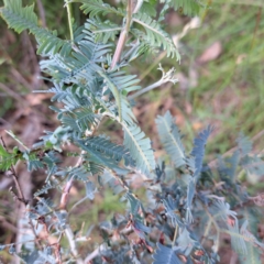 Acacia baileyana x Acacia dealbata at Mount Majura - 26 Feb 2024 10:30 AM