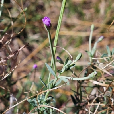 Epilobium billardiereanum subsp. cinereum (Hairy Willow Herb) at The Pinnacle - 25 Feb 2024 by sangio7