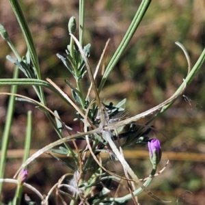 Epilobium billardiereanum subsp. cinereum at The Pinnacle - 25 Feb 2024 11:09 AM