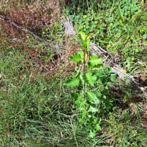 Pyrus calleryana at Mount Majura - 26 Feb 2024