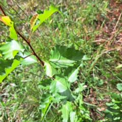 Pyrus calleryana at Mount Majura - 26 Feb 2024 10:38 AM