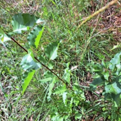 Pyrus calleryana at Mount Majura - 26 Feb 2024