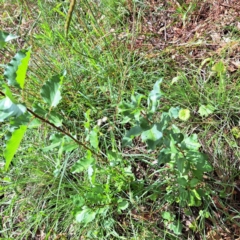 Pyrus calleryana at Mount Majura - 26 Feb 2024 10:38 AM