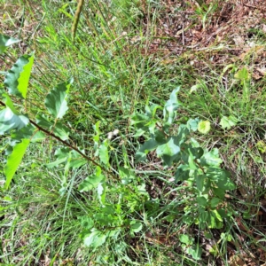 Pyrus calleryana at Mount Majura - 26 Feb 2024