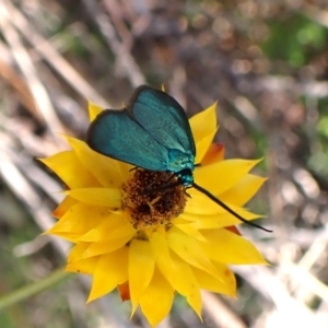 Pollanisus (genus) at Mount Painter - 17 Feb 2024