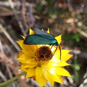 Pollanisus (genus) at Mount Painter - 17 Feb 2024