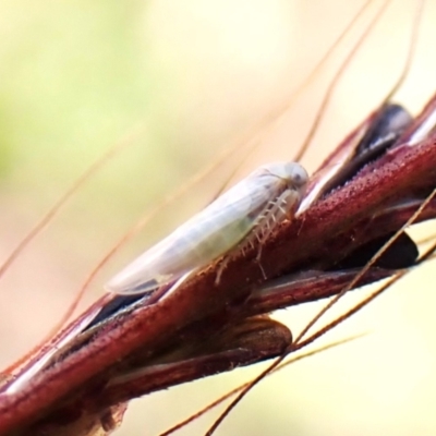 Nesoclutha phryne (Australian Grass Leafhopper) at Mount Painter - 20 Feb 2024 by CathB