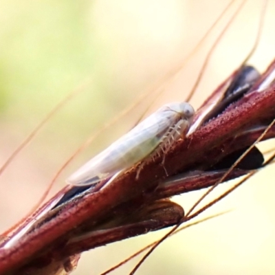 Unidentified Leafhopper or planthopper (Hemiptera, several families) at Cook, ACT - 20 Feb 2024 by CathB