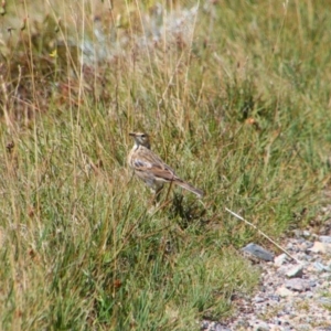 Anthus australis at Kosciuszko National Park - 25 Feb 2024