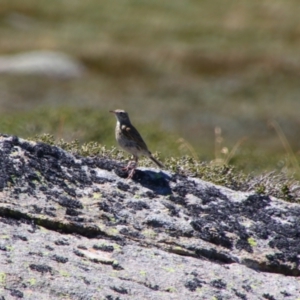 Anthus australis at Kosciuszko National Park - 25 Feb 2024