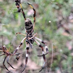 Trichonephila edulis (Golden orb weaver) at Watson, ACT - 25 Feb 2024 by abread111