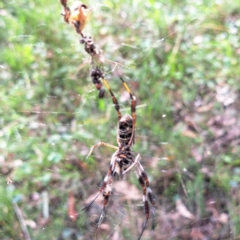 Trichonephila edulis at Mount Majura - 26 Feb 2024 10:42 AM