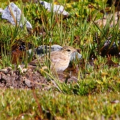 Anthus australis (Australian Pipit) at Kosciuszko National Park - 25 Feb 2024 by MB