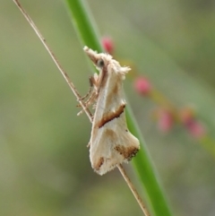 Heliocosma argyroleuca (A tortrix or leafroller moth) at Mount Painter - 20 Feb 2024 by CathB