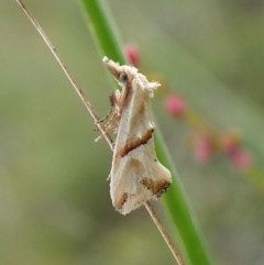 Heliocosma argyroleuca (A tortrix or leafroller moth) at Mount Painter - 19 Feb 2024 by CathB