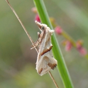 Heliocosma argyroleuca at Mount Painter - 20 Feb 2024 08:00 AM