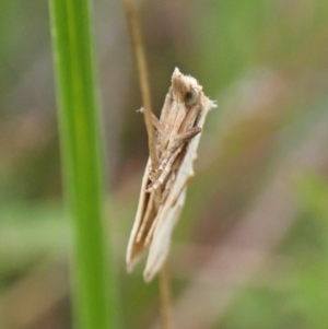 Heliocosma argyroleuca at Mount Painter - 20 Feb 2024 08:00 AM