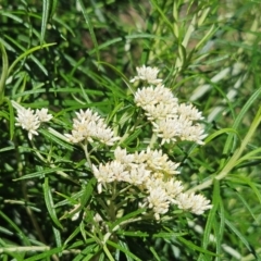 Cassinia longifolia (Shiny Cassinia, Cauliflower Bush) at Whitlam, ACT - 25 Feb 2024 by sangio7