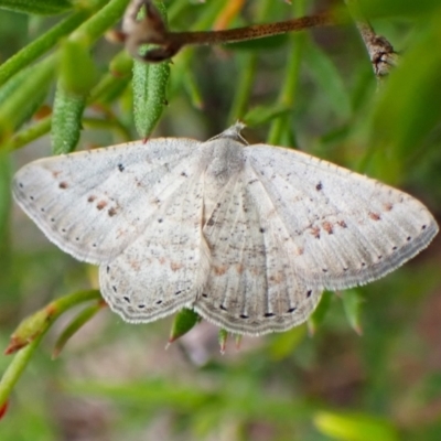 Casbia pallens (Pale Casbia) at Cook, ACT - 19 Feb 2024 by CathB