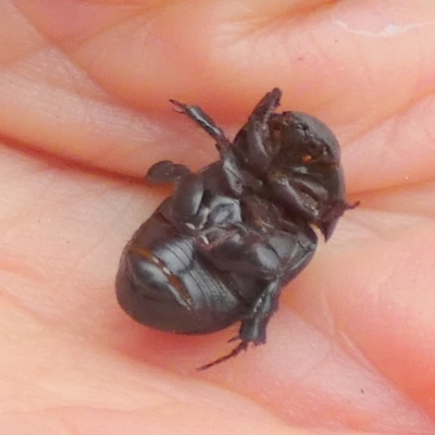 Heteronychus arator (African black beetle) at Bicentennial Park - 25 Feb 2024 by Paul4K