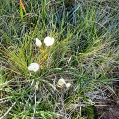 Gentianella muelleriana subsp. alpestris (Mueller's Snow-gentian) at Kosciuszko National Park - 25 Feb 2024 by MB