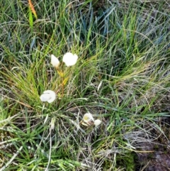 Gentianella muelleriana subsp. alpestris (Mueller's Snow-gentian) at Munyang, NSW - 24 Feb 2024 by MB