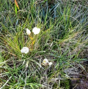 Gentianella muelleriana subsp. alpestris at Kosciuszko National Park - 25 Feb 2024