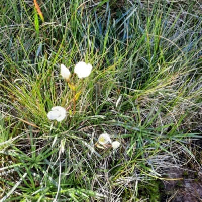 Gentianella muelleriana subsp. alpestris (Mueller's Snow-gentian) at Munyang, NSW - 24 Feb 2024 by MB