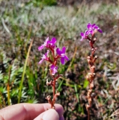 Stylidium montanum (alpine triggerplant) at Kosciuszko National Park - 25 Feb 2024 by MB