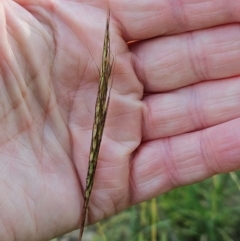 Bothriochloa macra (Red Grass, Red-leg Grass) at Hawker, ACT - 23 Feb 2024 by sangio7